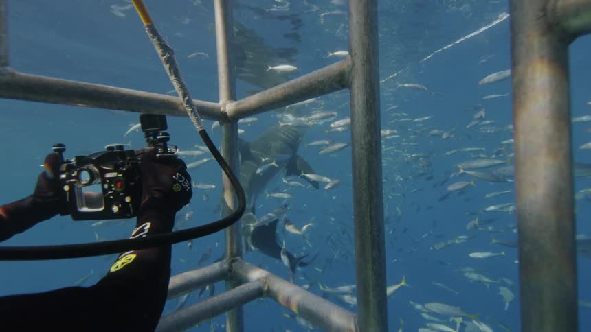 View looking through a cage at a shark and many fish