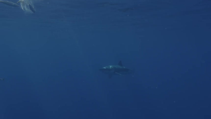 Sharks and fish swimming in dark water