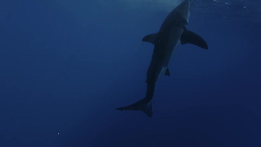 A shark swims up and breaches the surface of the ocean