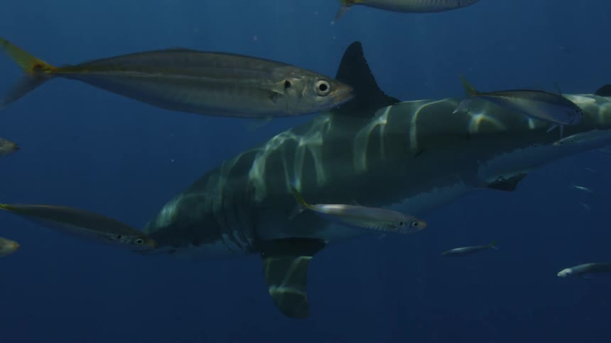 A shark swims with long slender fish