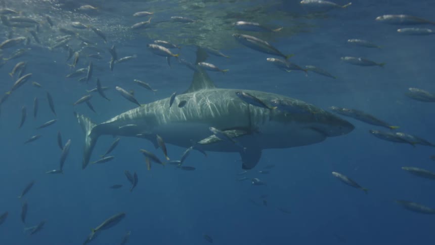 A great white shark swims near fish in the ocean