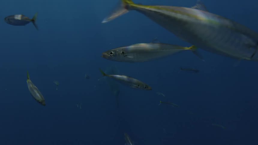 Fish and sharks swimming