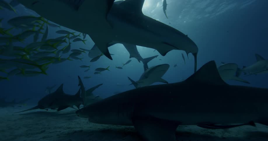 Schools of fish and sharks swim in shallow ocean waters during the day