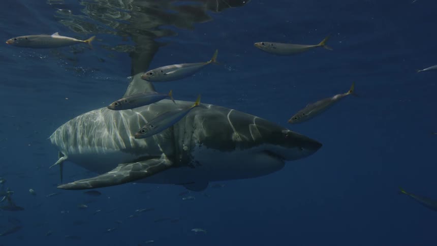 Shark swims next to man fish on a sunny day