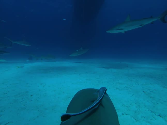 Sharks swim near the ocean floor