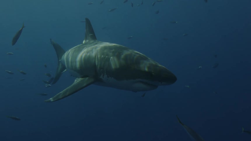 A shark swims past small fish in the ocean