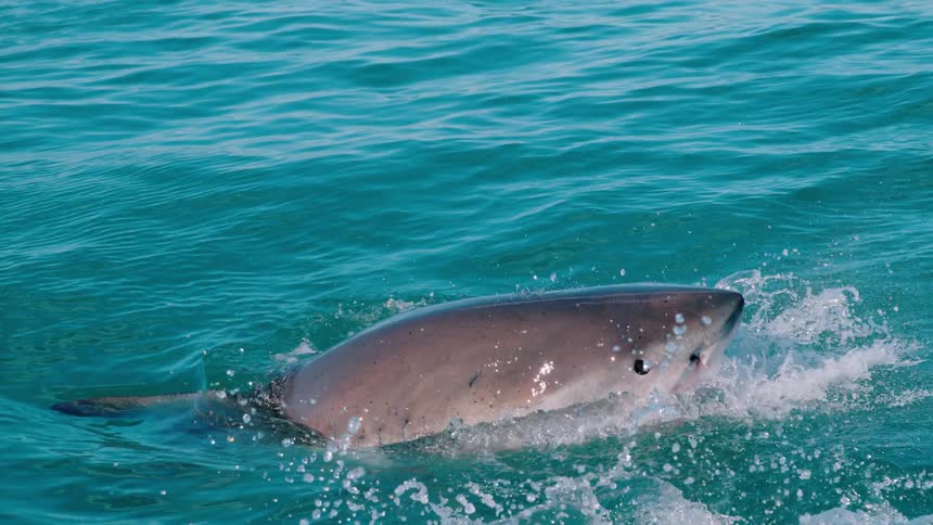 An open mouthed shark breaks the surface trying to catch bait