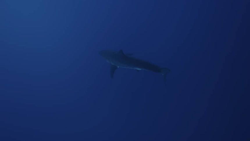 A shark swims in the ocean