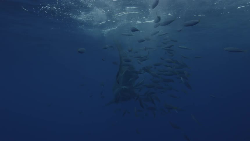 A shark and fish swim near the ocean surface