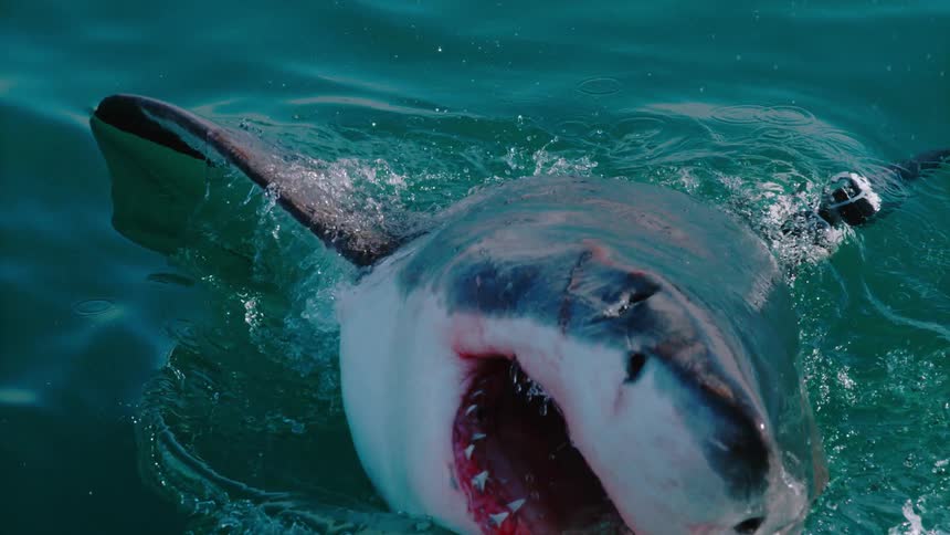 A shark jumps up out of the water with its mouth wide open