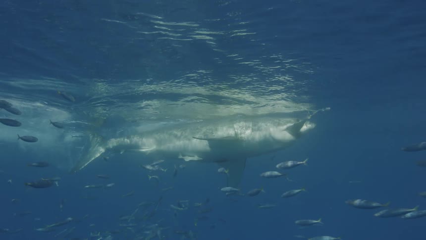 A shark bites bait floating on the ocean surface