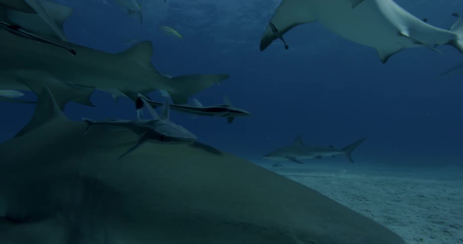 Sharks and fish swim near the ocean floor