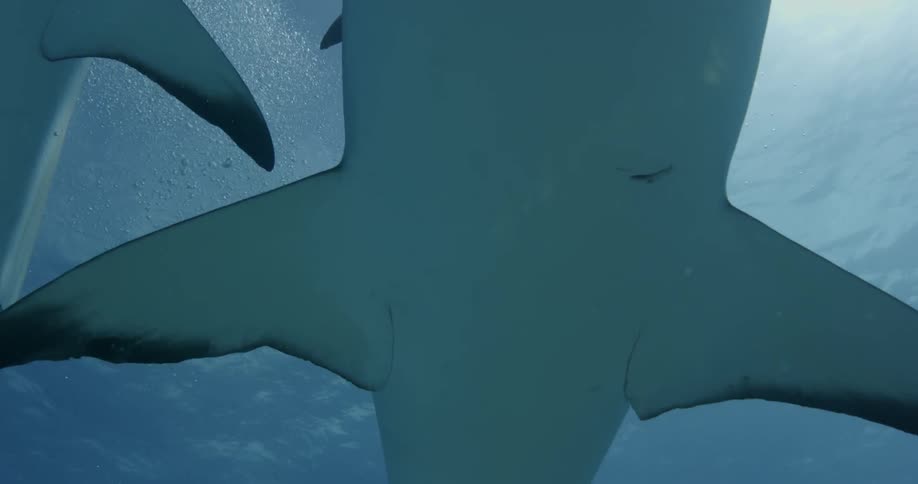 Sharks swim near the ocean floor