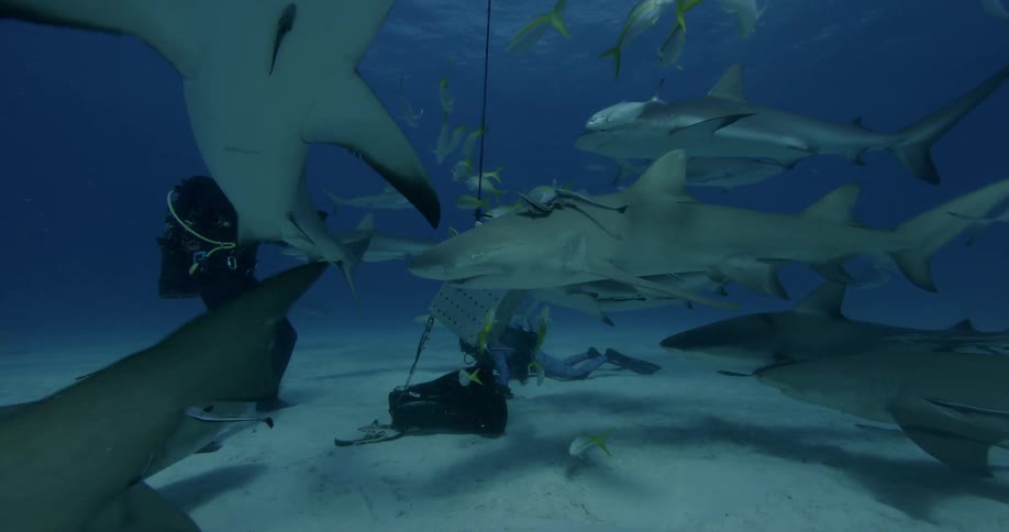 Two divers interact with sharks on the bottom of the ocean