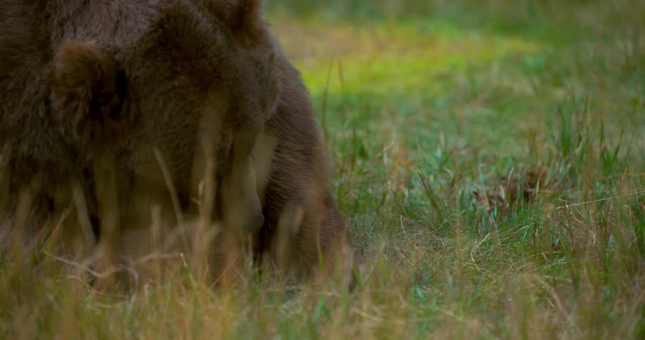 A bear digs in a grassy field