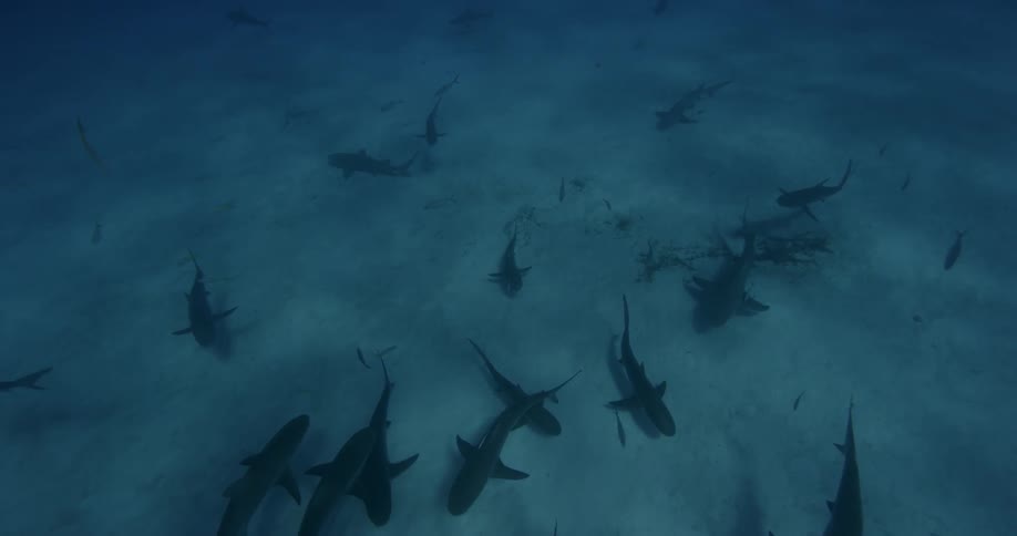 Sharks swim along the ocean floor