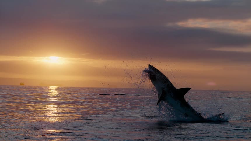 A shark jumps out of the water catching something in its mouth