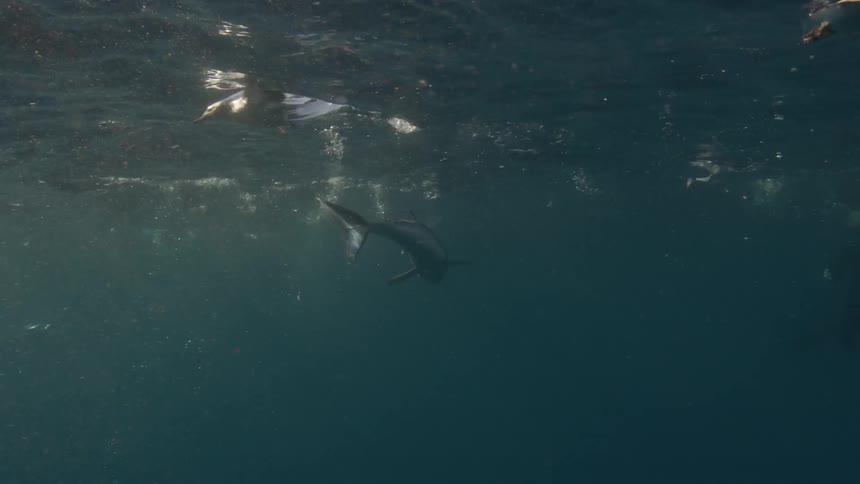 Birds dive underwater as a shark swims near the surface