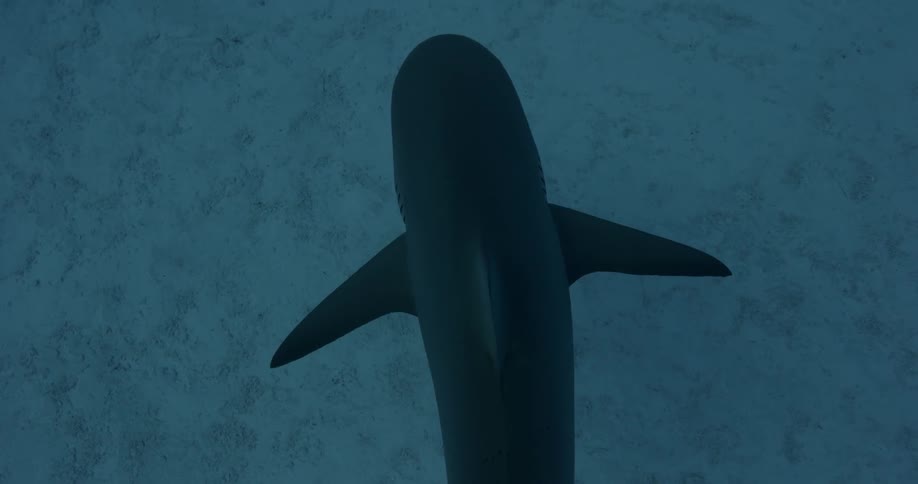 Shark swims in shallow water