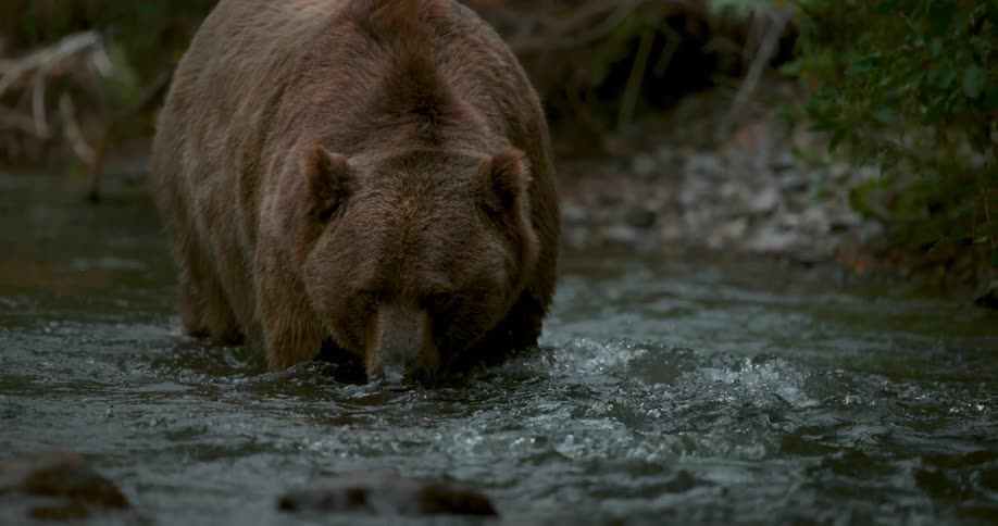 A bear in a river