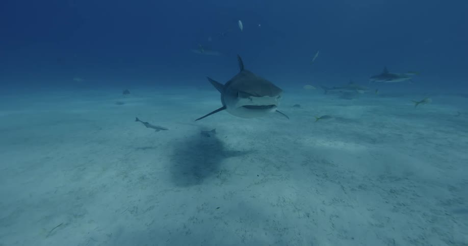 Sharks and fish swim near the ocean floor