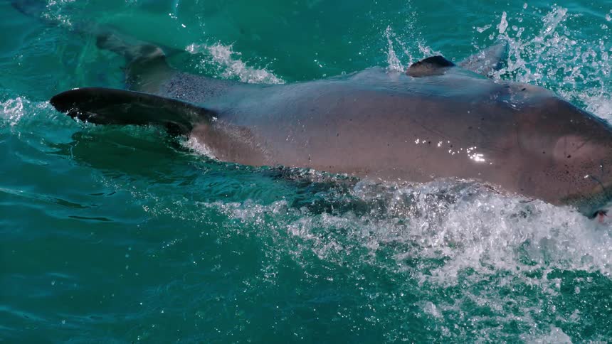 A shark lunges from the water to try to catch some bait