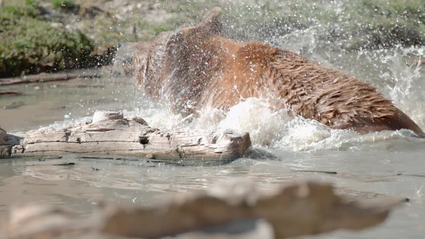 A bear in a river shakes in the water