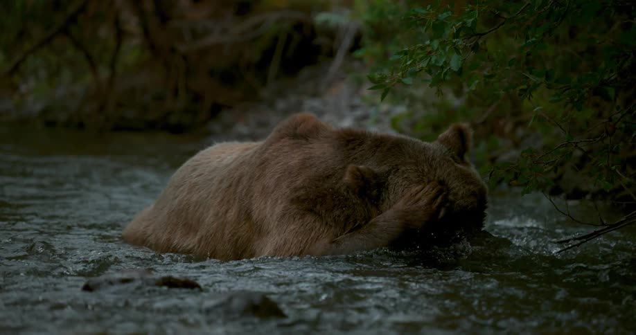 Bear hunts in a small stream