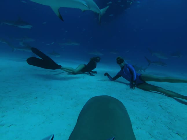 Divers swim with sharks near the ocean floor