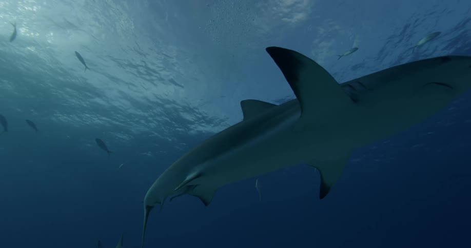 Sharks and fish swim in the ocean