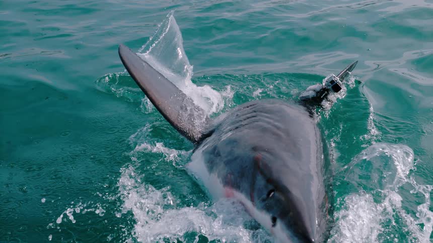 Shark jumps out of the water to try to catch bait