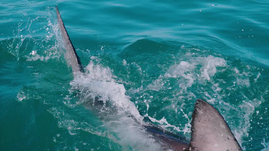 Shark jumping out of the water to dive at bait