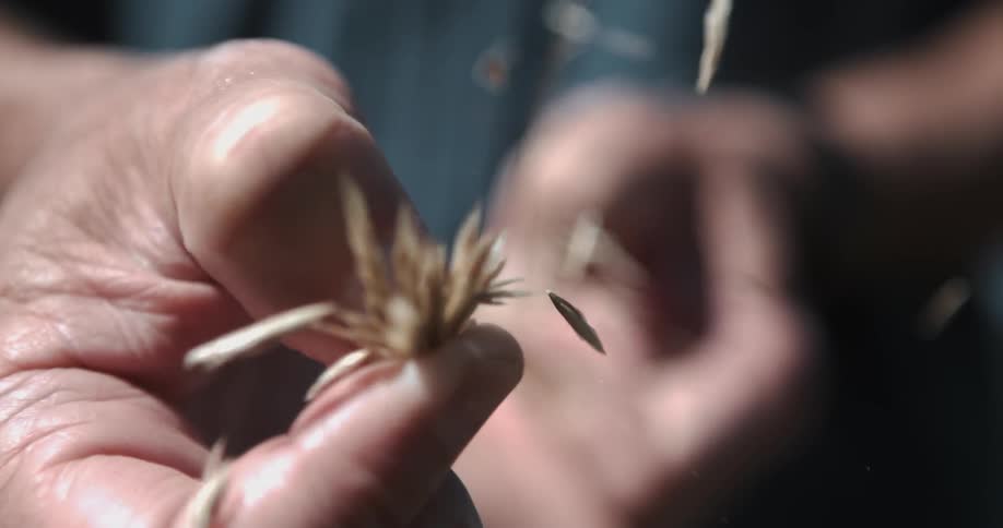 A person runs their fingers up a wheat stalk sending the kernels flying