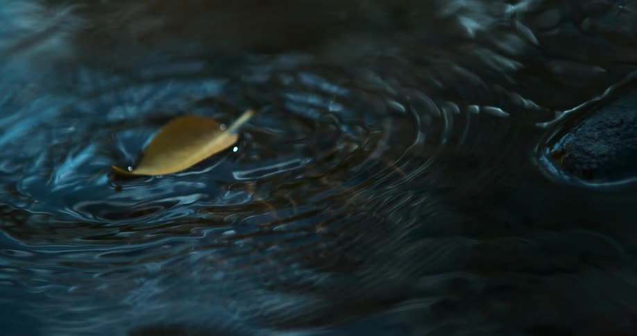 A leaf falls into a rippling stream