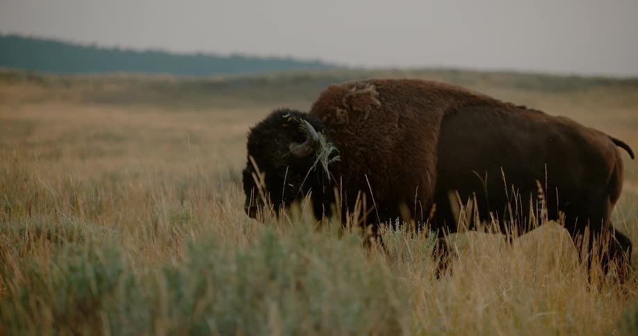 A bison walks through tall grass
