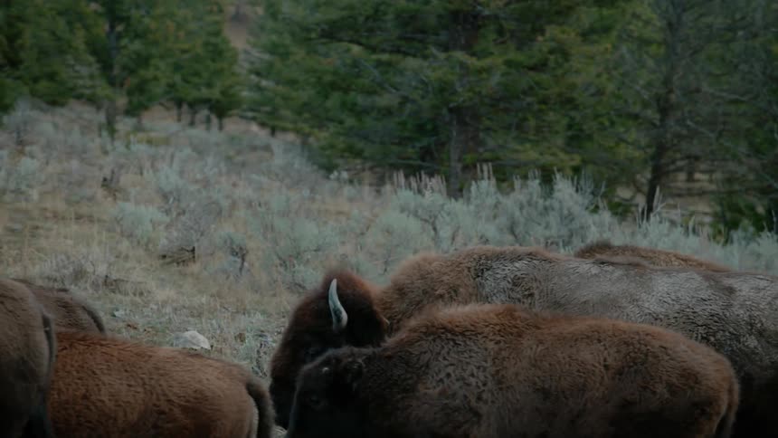 Bison walk in a forested area