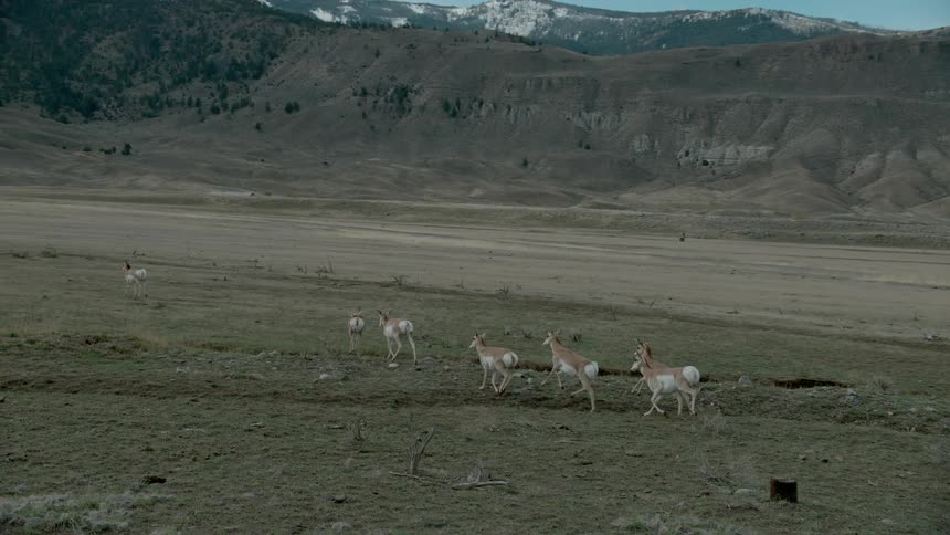 A herd of deer crossing a field