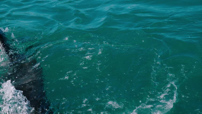 A shark bites at bait floating on the ocean surface