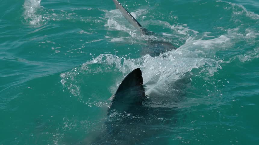Shark swims up at the surface of water