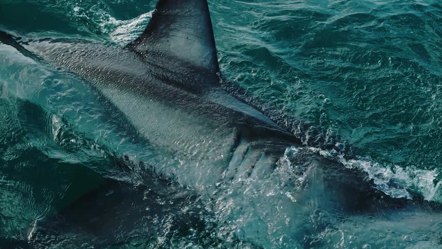 Shark dives out of the water to attack bait