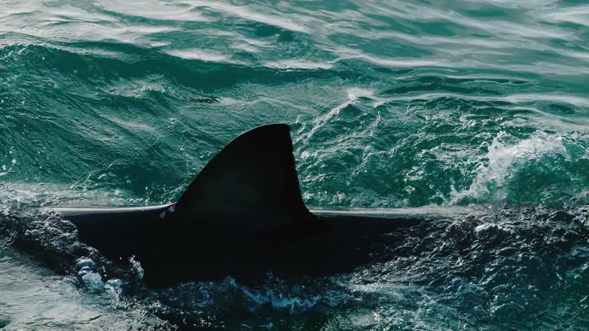 A shark breaks through the ocean surface