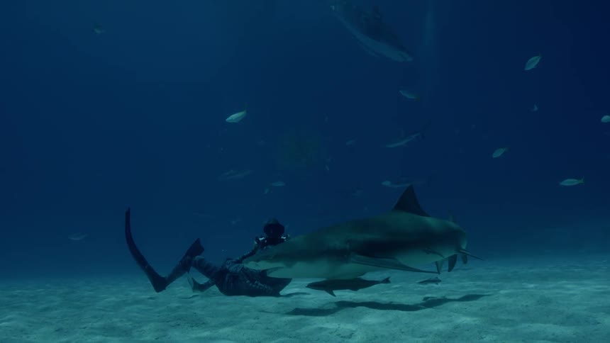 A diver swims with a sharks in the ocean