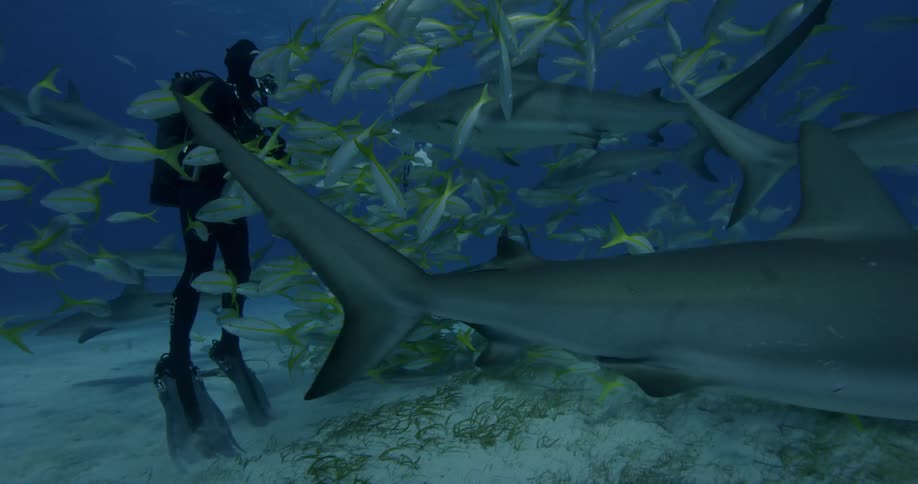 A diver swims with fish and sharks on the ocean floor