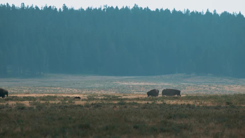 Bison running through a field