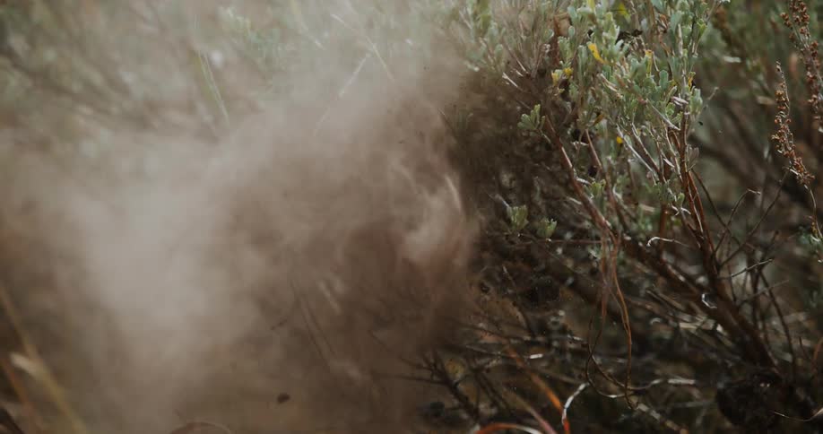 A clump of dirt hits the branches of a plant