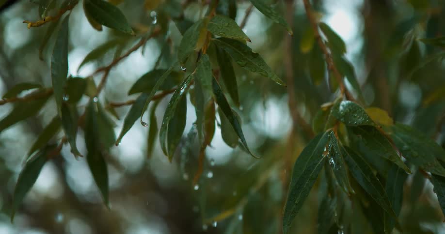 Raindrops fall on tree leaves during the day