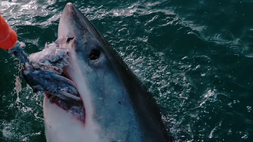 A shark holds on to bait on a line