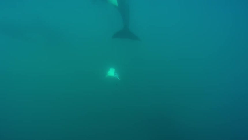 Two whales float in the ocean
