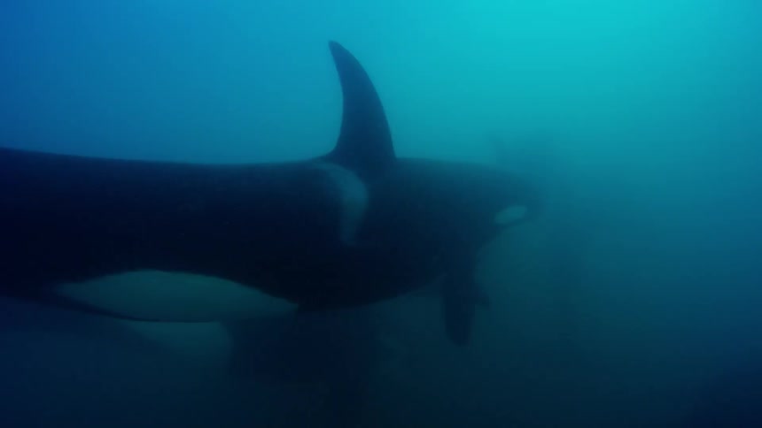 A pod of killer whales swims in the ocean