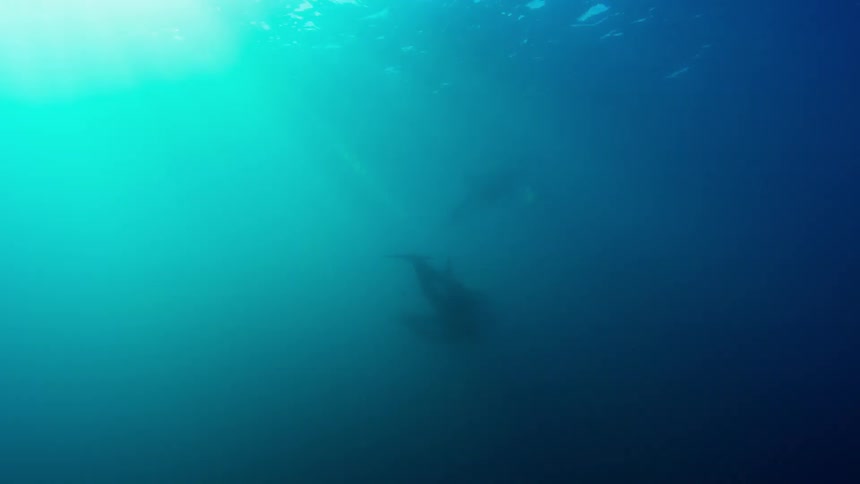 Killer whales swim in the ocean